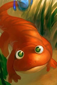 Salamander Basis