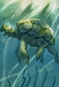 Schildkröte Basis